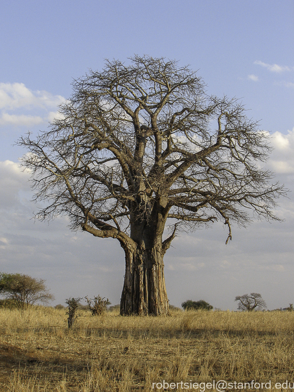 baobab